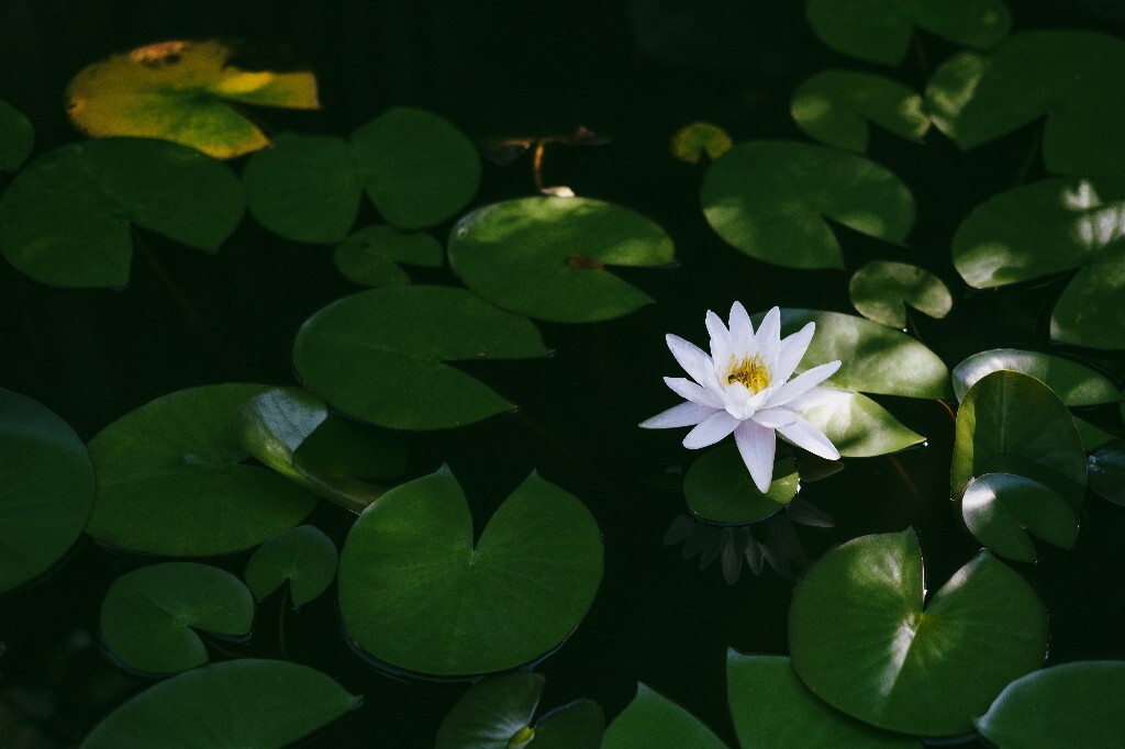 植物 风光 植物 睡莲 莲花 旅行  植物  水生植物