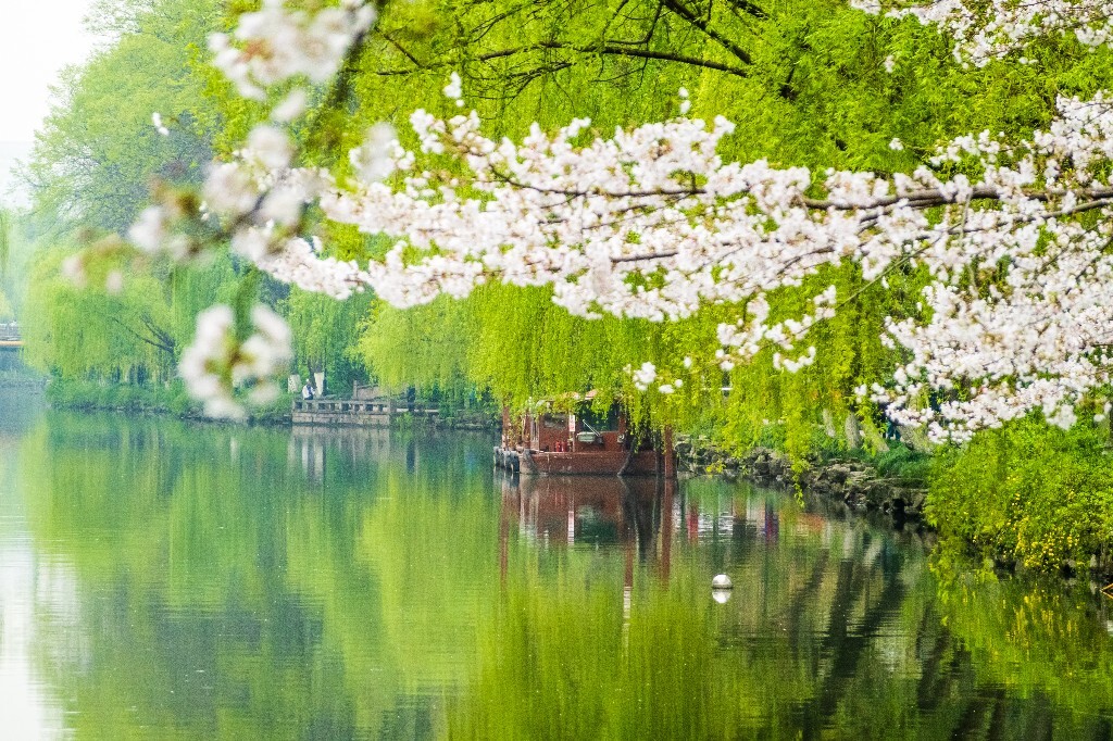 樱花 自然 风光 自然风光 盛开的樱花 花草 花朵 旅行