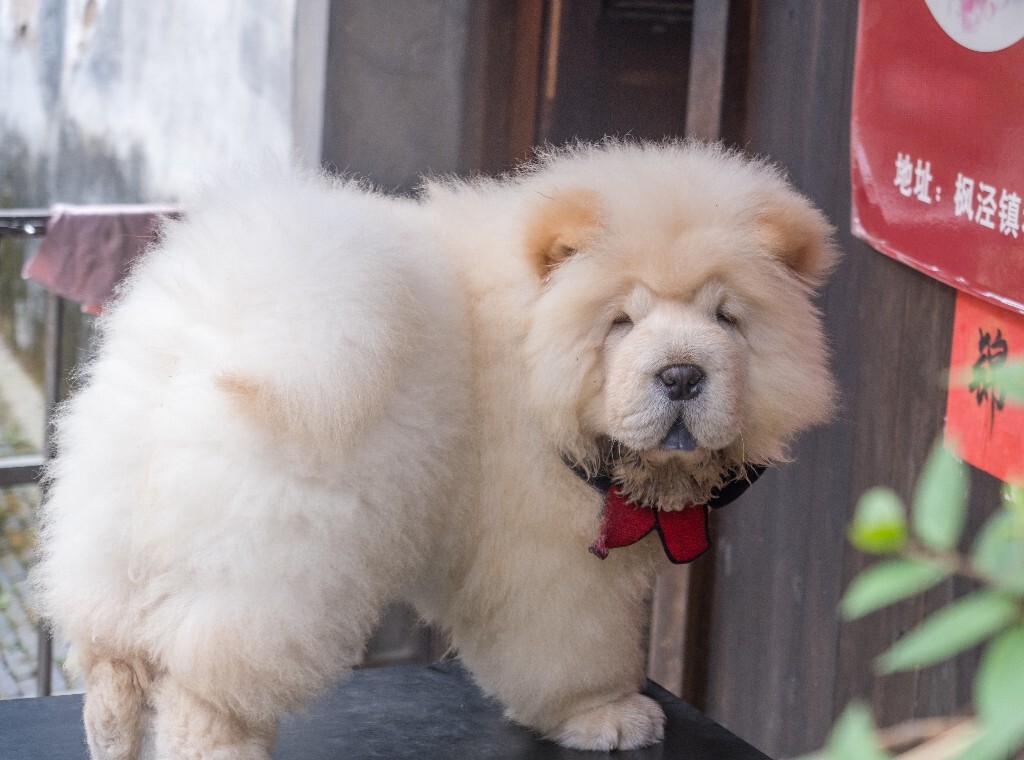 狗狗 松狮犬 宠物狗 旺星人 毛孩子 摄影 旅行