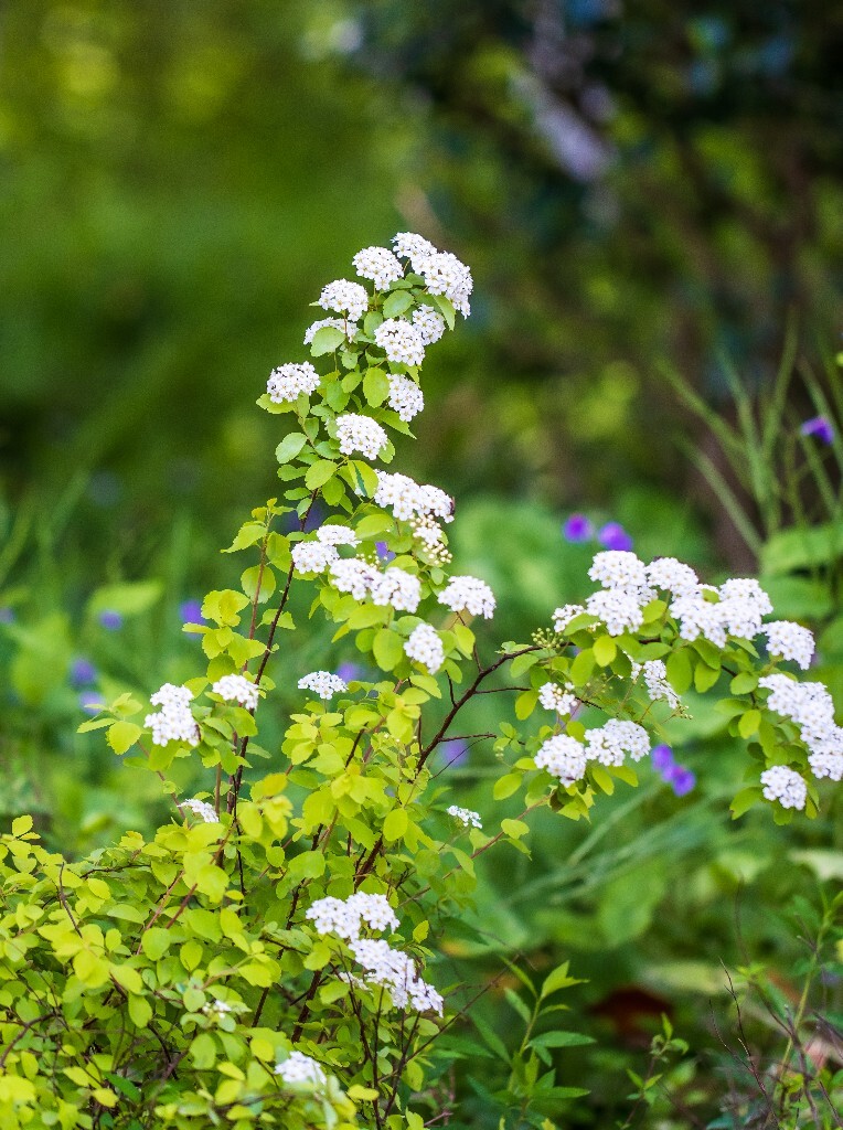 白色的小花 植物 风光 花草 摄影 花儿 花朵 旅行
