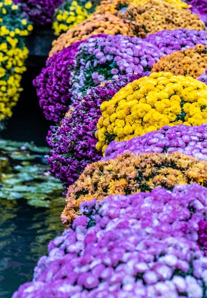 菊花 寿客 金英 黄华 秋菊 陶菊 日精 女华 延年 隐逸花 家菊 花儿 盛开的菊花