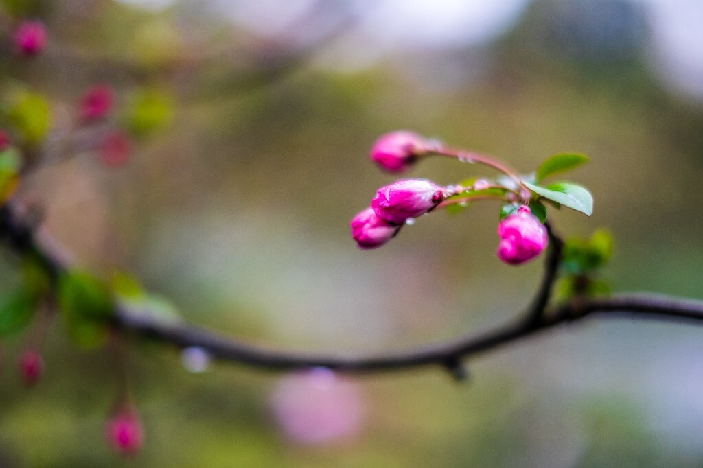 花草 花卉  海棠花  图片 摄影 风光  花朵 花儿