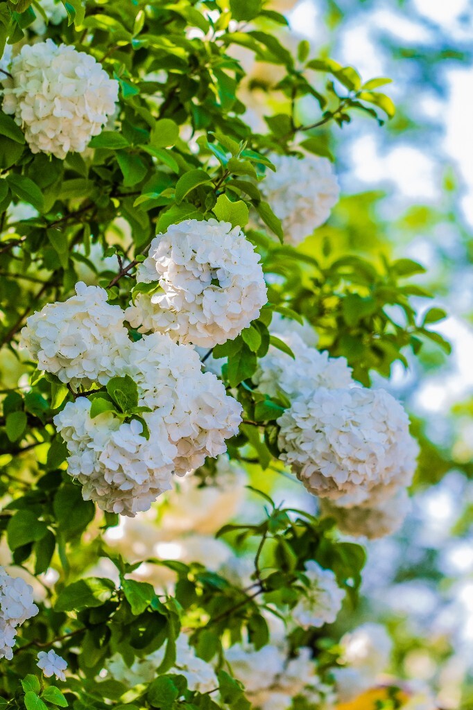 八仙花 粉团花 草绣球 紫绣球 紫阳花 绣球 木绣球 植物 摄影 风光 花朵 花儿 绣球花