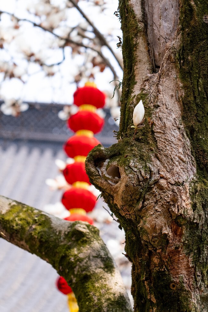 玉兰 玉兰花 植物 微距 摄影 风光 自然 法喜寺 500年玉兰 旅行 白色的玉兰