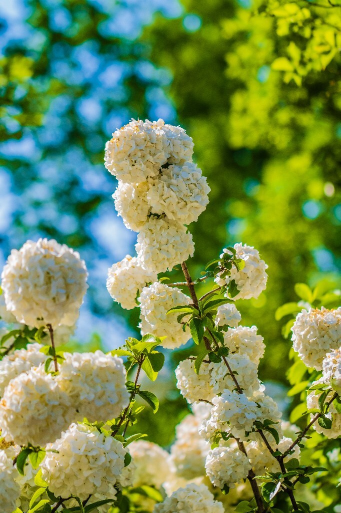 八仙花 粉团花 草绣球 紫绣球 紫阳花 绣球 木绣球 植物 摄影 风光 花朵 花儿 绣球花