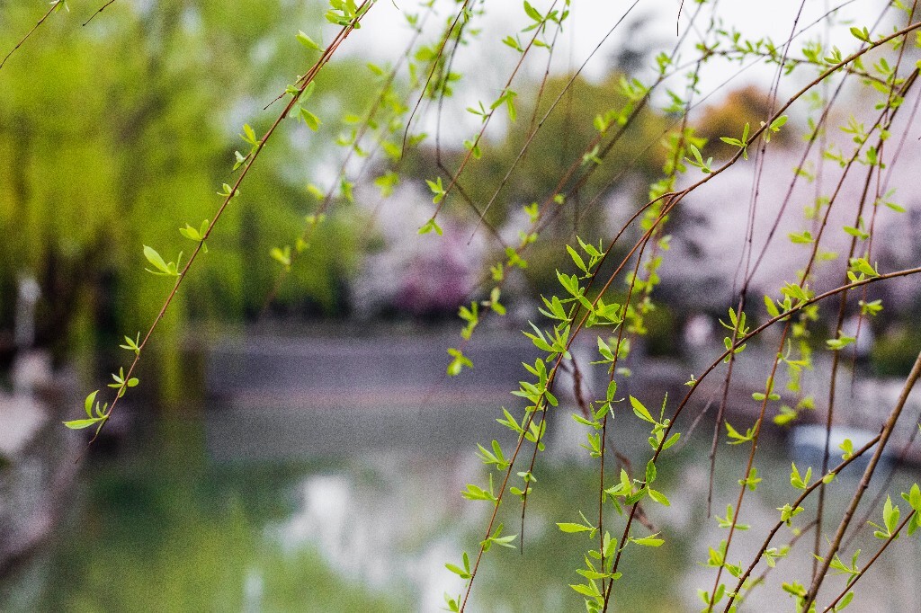 柳树 柳枝 柳丫 春天 树叶 树枝 风光 自然 植物 摄影 叶子 树