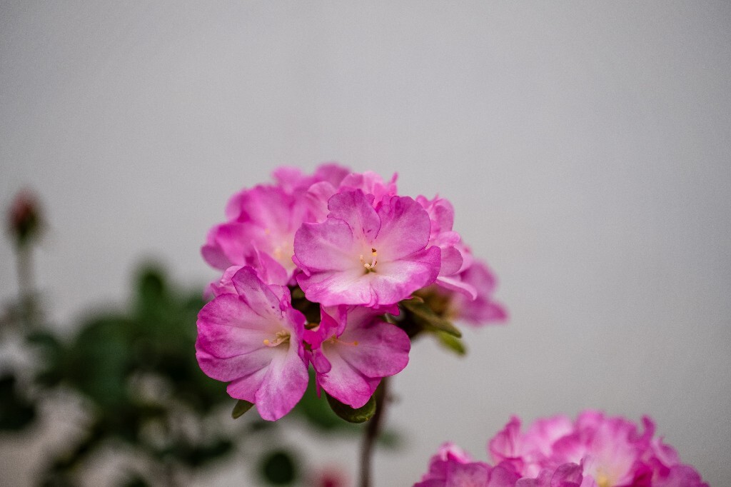 杜鹃花 山踯躅 山石榴 映山红 照山红 唐杜鹃 春鸟花 杜鹃 植物 微距 摄影 风光 自然 植物花草