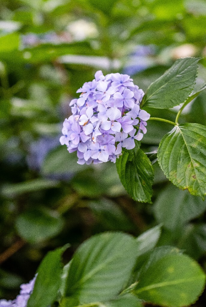 八仙花 粉团花 草绣球 紫绣球 紫阳花  绣球 绣球花 摄影 植物 花朵 花儿
