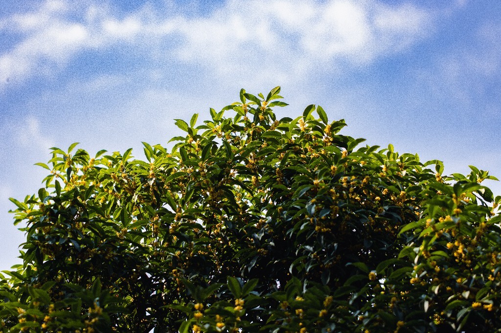桂花 木樨 岩桂 金桂 银桂 丹桂 月桂 木犀 九里香 植物 花卉 盛开的桂花 桂花开了