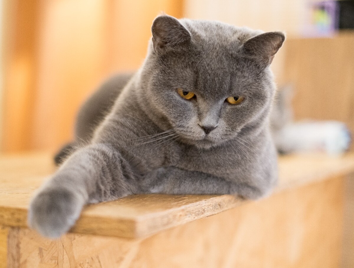猫 宠物 动物 图片 摄影 喵星人 猫猫