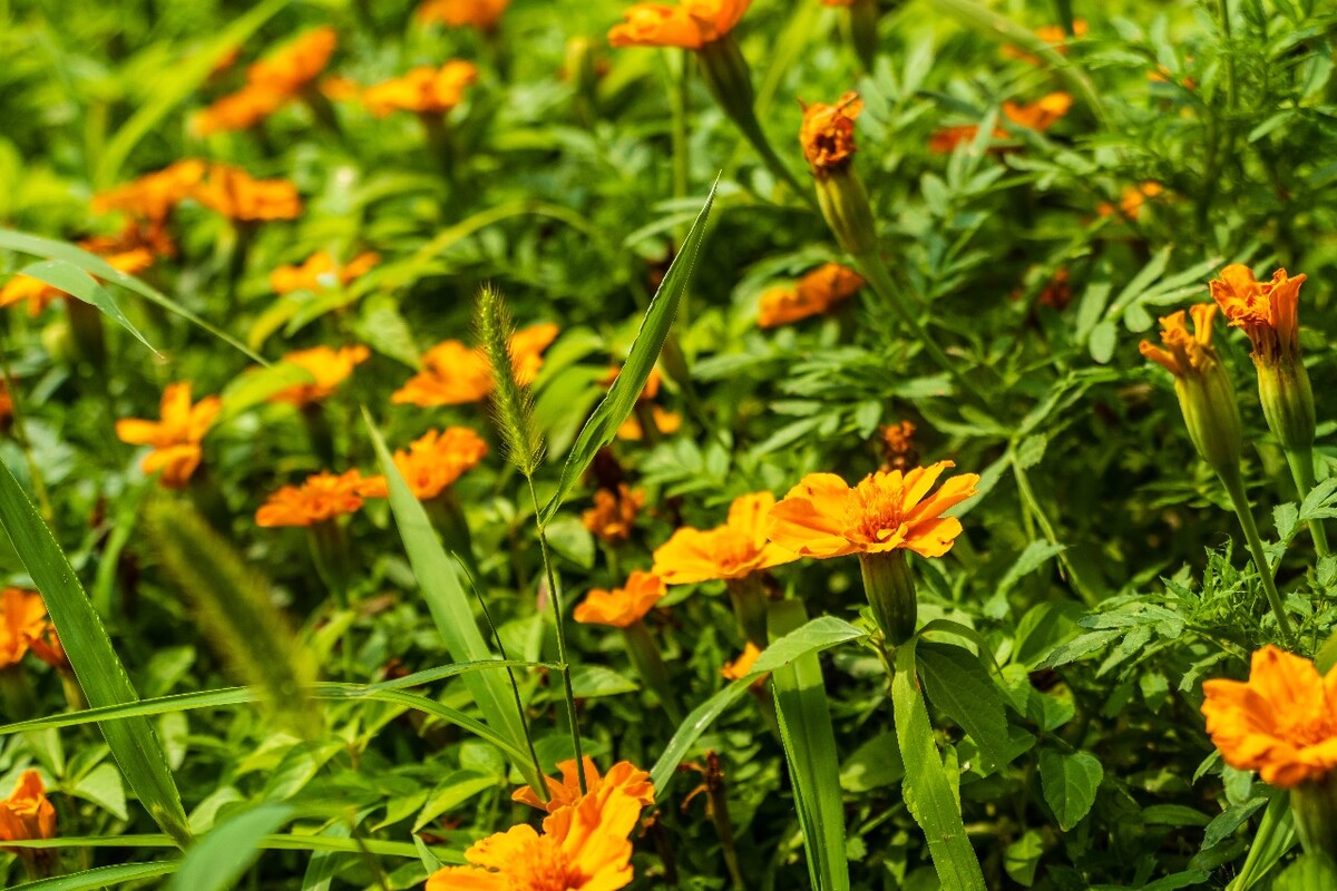 万寿菊 臭芙蓉 万寿灯 蜂窝菊 臭菊花 蝎子菊 金菊花