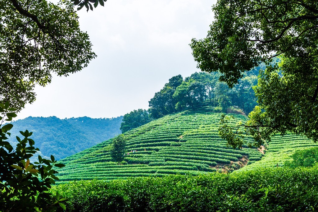 植物 风光 摄影 茶园风光 龙井茶园 旅行 自然 风光 采茶人
