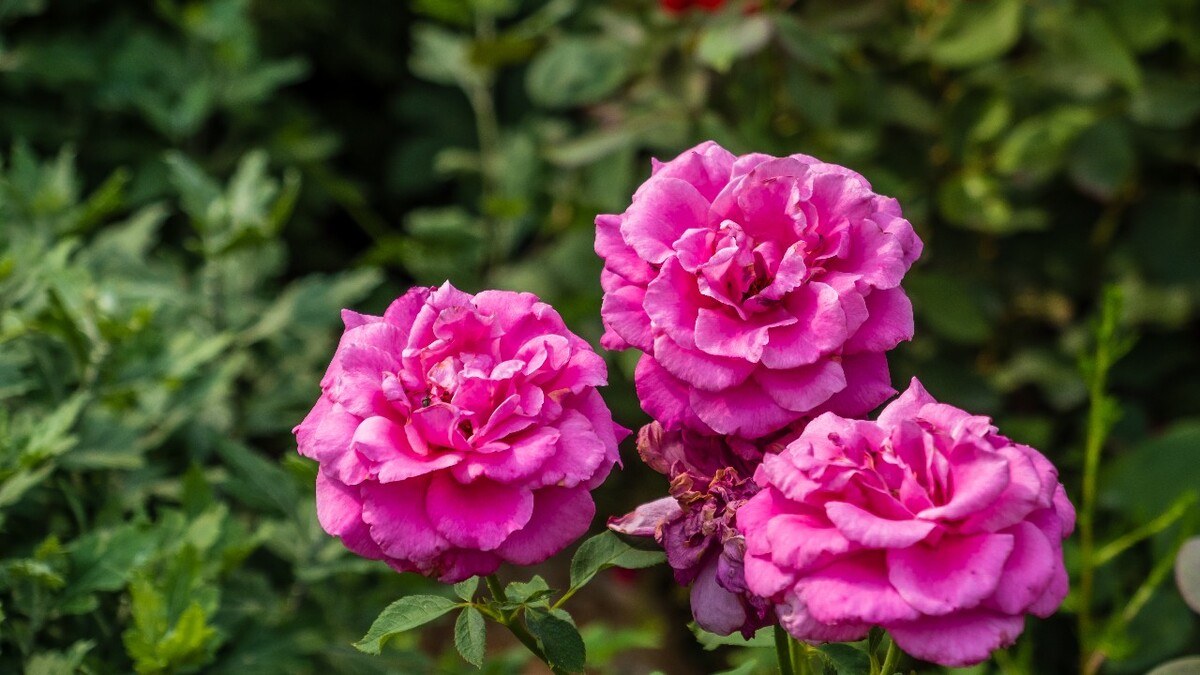 月季 玫瑰 月月红 月月花 长春花 四季花 胜春 摄影 图片