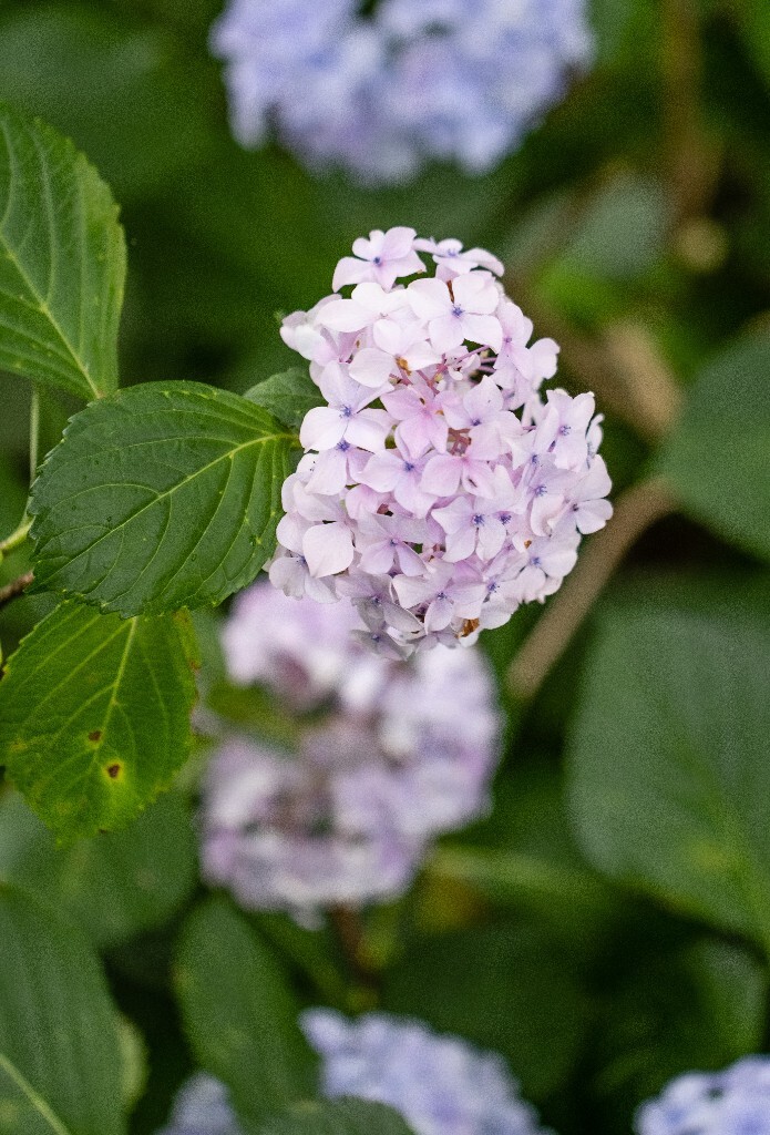 八仙花 粉团花 草绣球 紫绣球 紫阳花  绣球 绣球花 摄影 植物 花朵 花儿