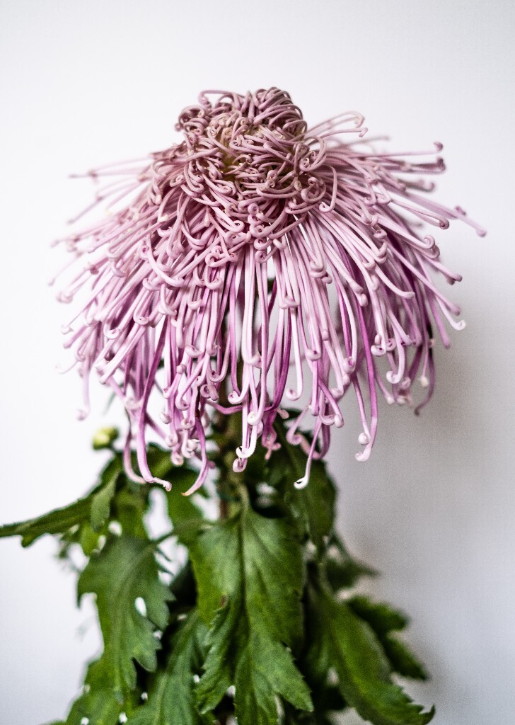 菊花 寿客 金英 黄华 秋菊 陶菊 日精 女华 延年 隐逸花 家菊 花儿 盛开的菊花