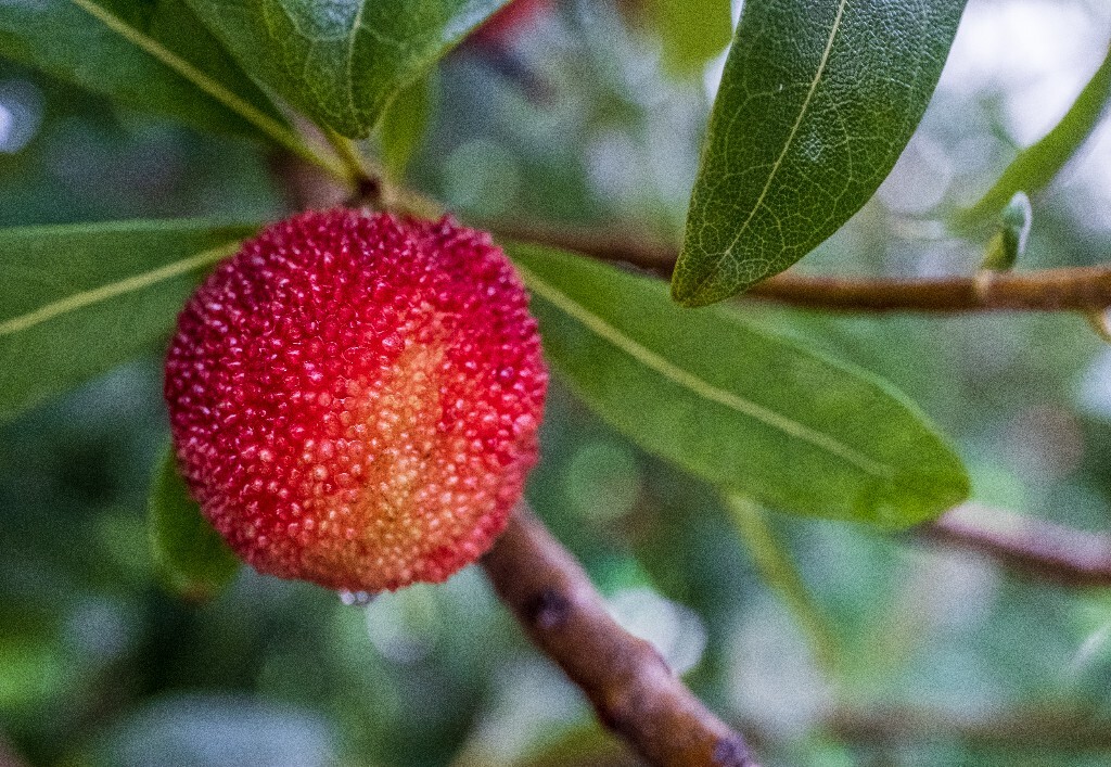 水果 杨梅 植物 微距 特写 摄影 风光 杨梅特写 树上的杨梅