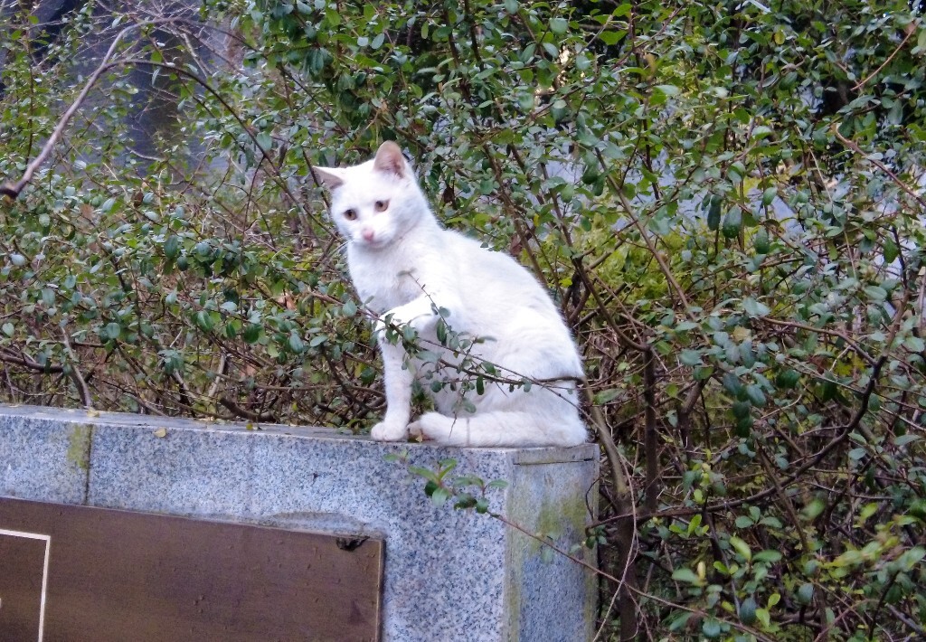 喵星人 猫猫 宠物 摄影 街道 旅行