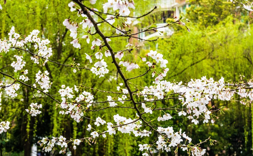 樱花 自然 风光 自然风光 盛开的樱花 花草 花朵 旅行
