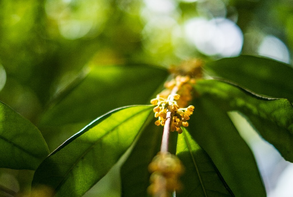 桂花 木樨 岩桂 金桂 银桂 丹桂 月桂 木犀 九里香 植物 花卉 盛开的桂花 桂花开了