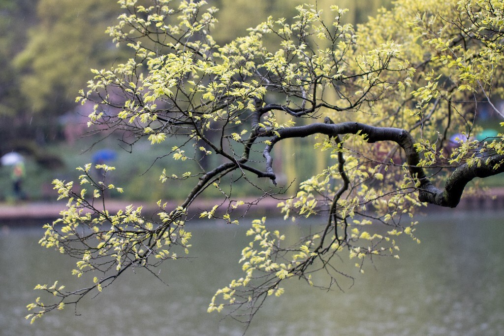 西湖风光 自然 风景 环境 春天 西湖