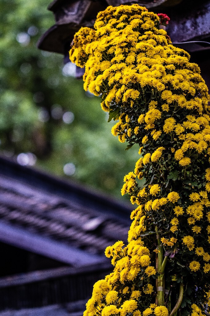 菊花 寿客 金英 黄华 秋菊 陶菊 日精 女华 延年 隐逸花 家菊 花儿 盛开的菊花