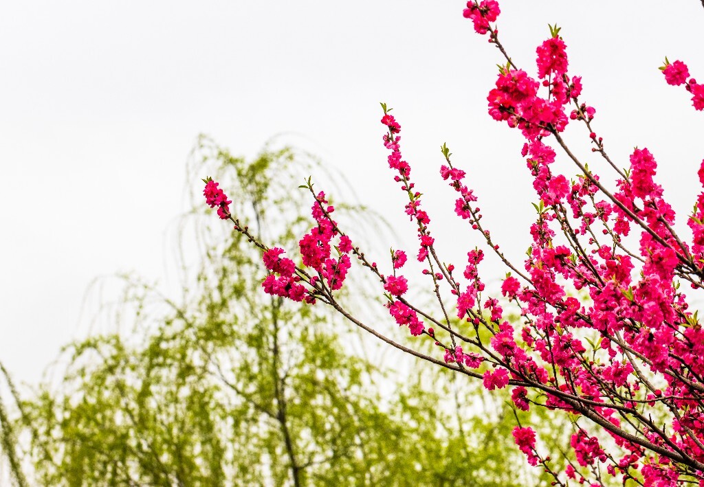 西湖桃花  西湖风光 自然  环境  桃花 西湖之春  自然 风光 花朵 花儿 