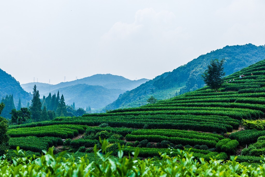 植物 风光 摄影 茶园风光 龙井茶园 旅行 自然 风光 采茶人