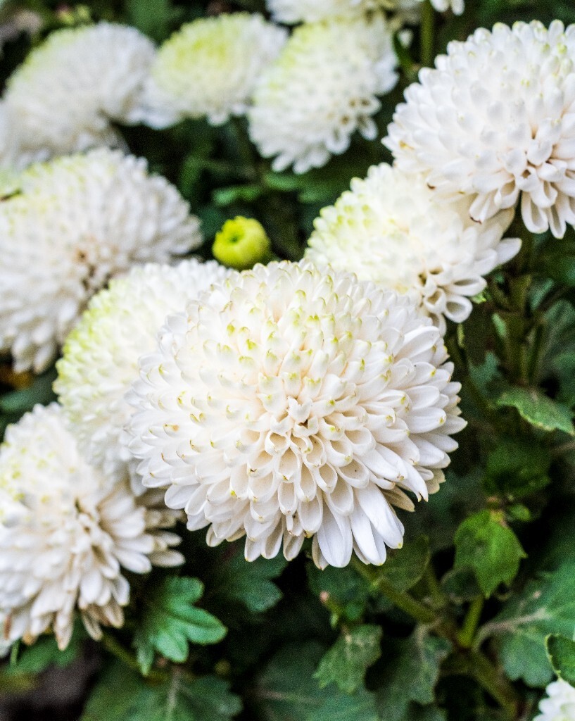 菊花 寿客 金英 黄华 秋菊 陶菊 日精 女华 延年 隐逸花 家菊 花儿 盛开的菊花