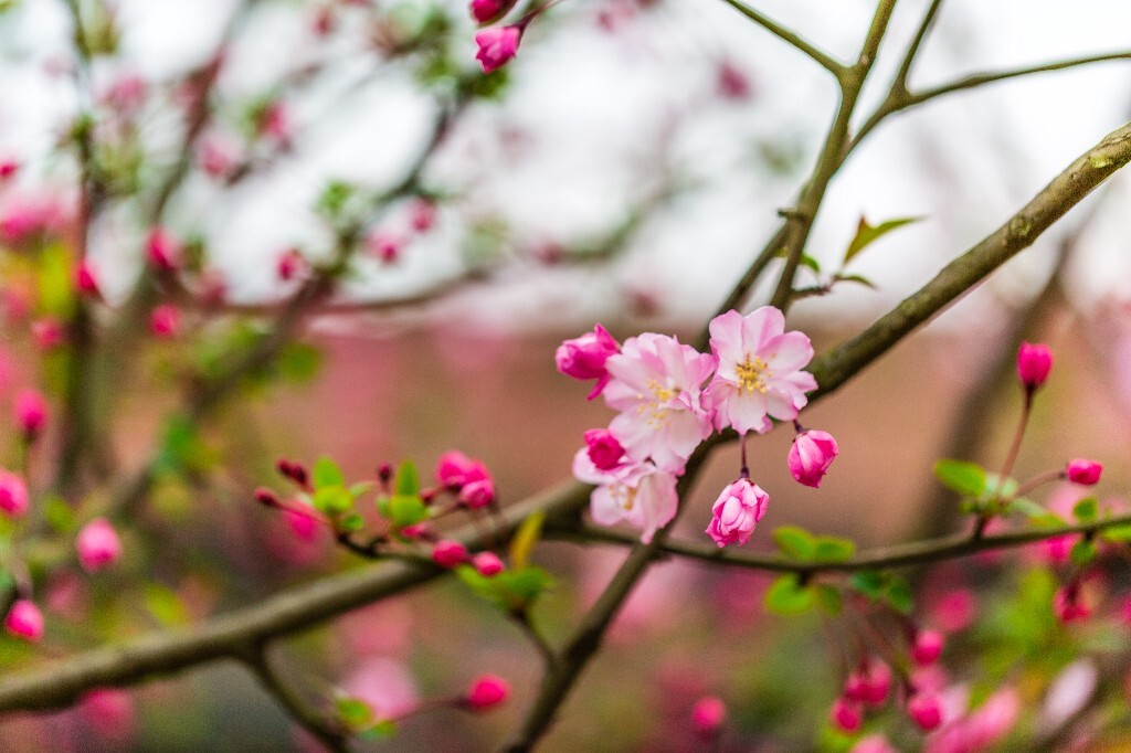 海棠 海棠花 花朵 花儿 摄影