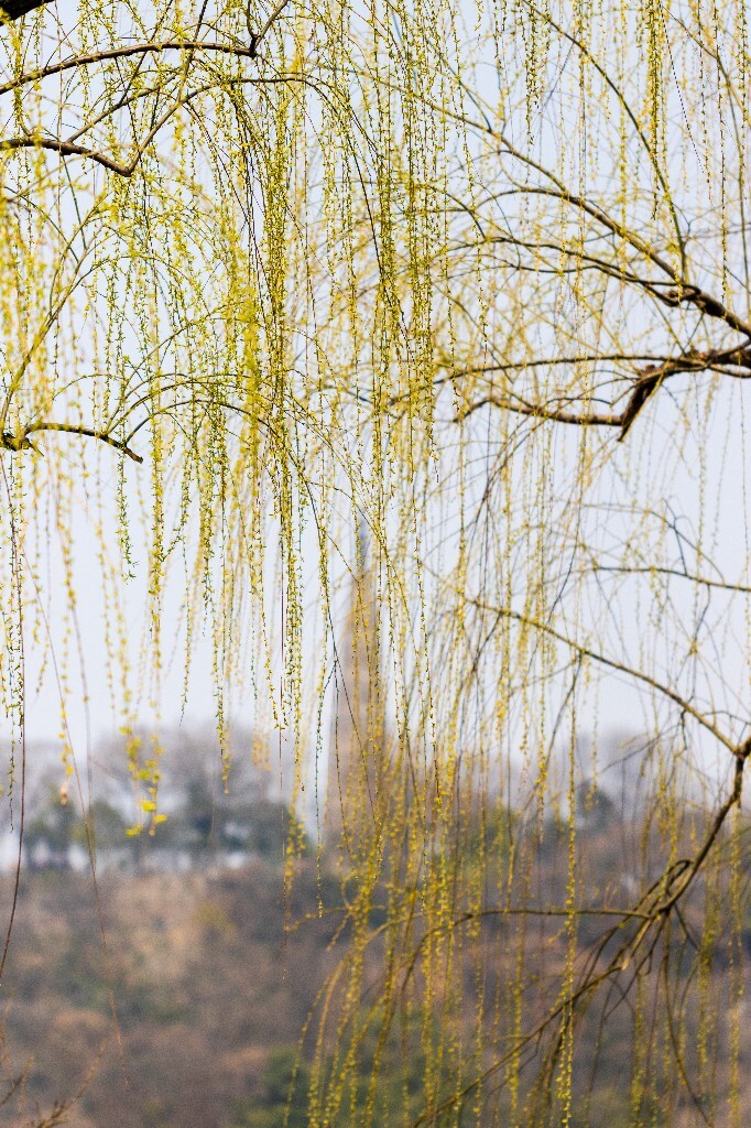 柳树 垂柳 西湖柳树 二月的柳树 西湖柳树 风光 自然 摄影 西湖风光