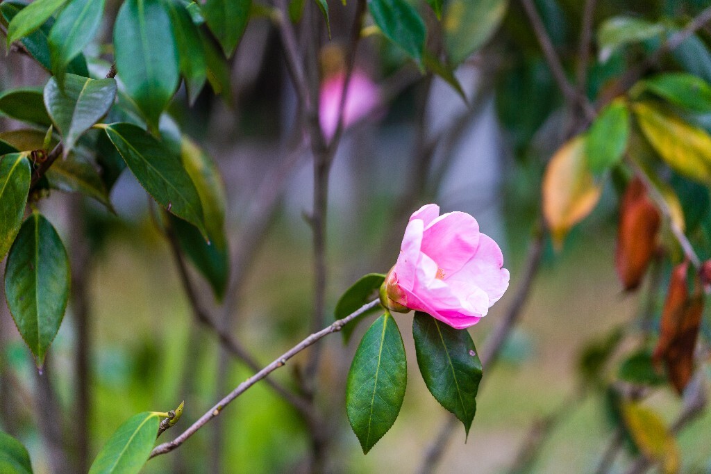 茶花 山茶花 观赏花卉 世界名贵花 花草 花朵