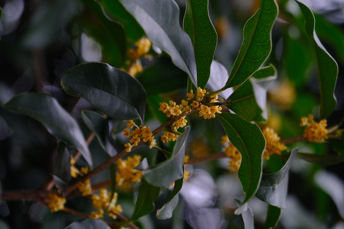 桂花 富士直出 风光 花朵花卉 风光摄影  桂花摄影 满觉陇
