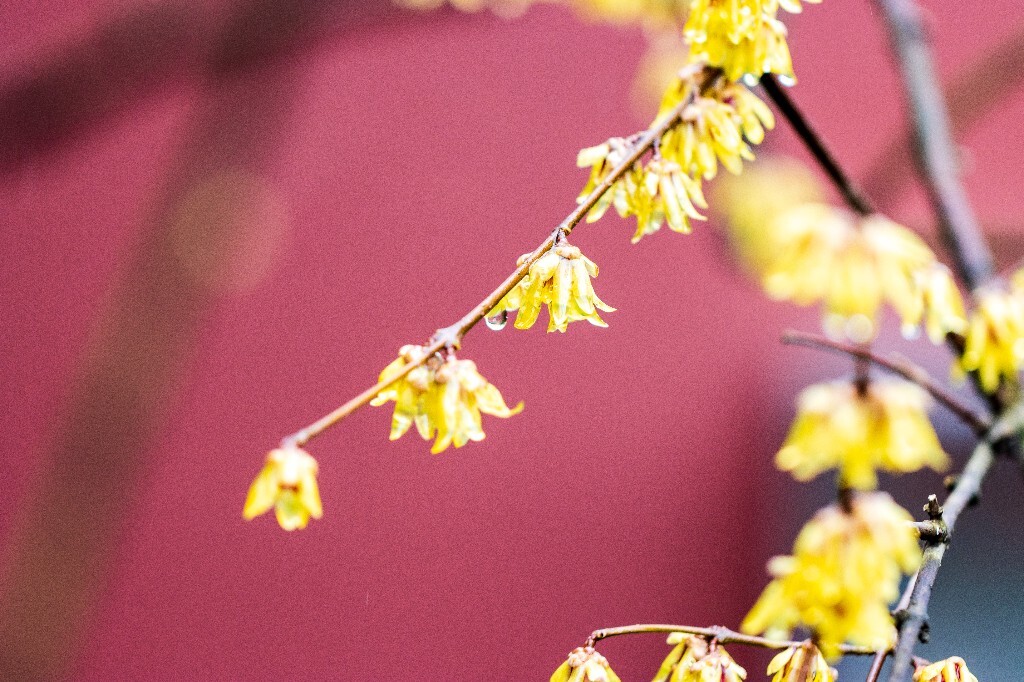 梅花 腊梅 风光 摄影 自然 植物 微距 旅行 建筑 钱王祠