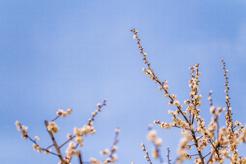 梅 梅花 植物 风光 花卉 花朵 花儿 摄影 旅行 赏花