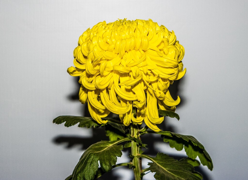 菊花 寿客 金英 黄华 秋菊 陶菊 日精 女华 延年 隐逸花 家菊 植物 花朵 图片 摄影 旅行 菊花展