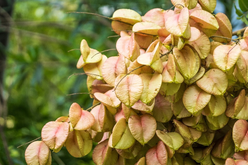 复羽叶栾 花楸树 泡花树 灯笼花 马鞍树 士大夫树 摇钱树 植物 风光 摄影 自然
