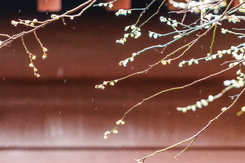 梅花 腊梅 风光 摄影 自然 植物 微距 旅行 建筑 钱王祠