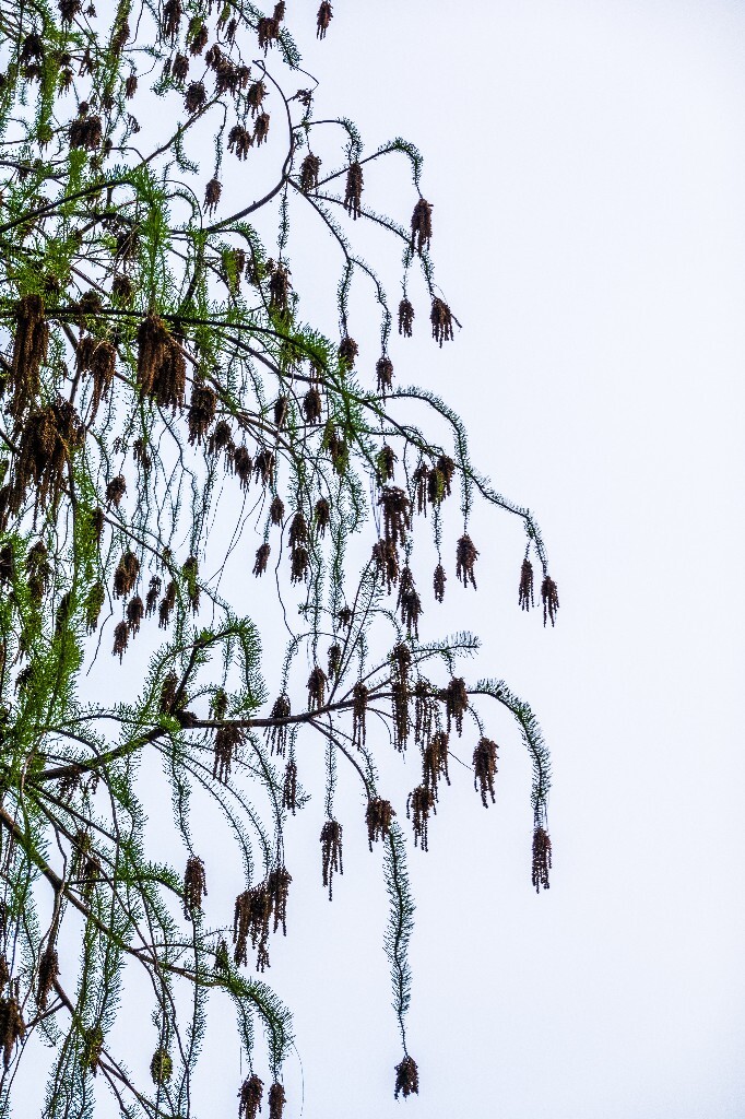 风光 自然 摄影 金山葵 皇后葵 植物 树木 开花
