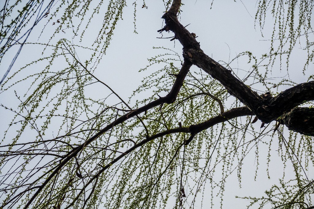 西湖柳树 风光 自然 植物 柳树