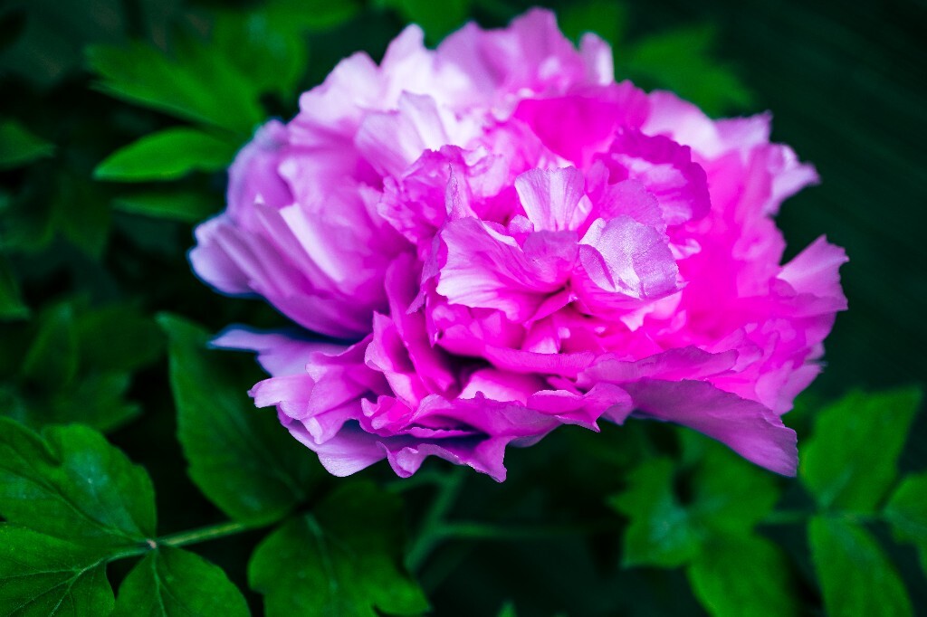 鼠姑 鹿韭 白茸 木芍药 百雨金 洛阳花 富贵花 牡丹 植物 花朵 花儿 牡丹花 含苞待放