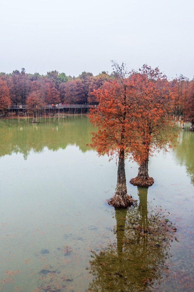 落叶乔木 水杉 梳子杉 树木 秋季 秋天 秋天的颜色 图片 摄影 风光 旅游