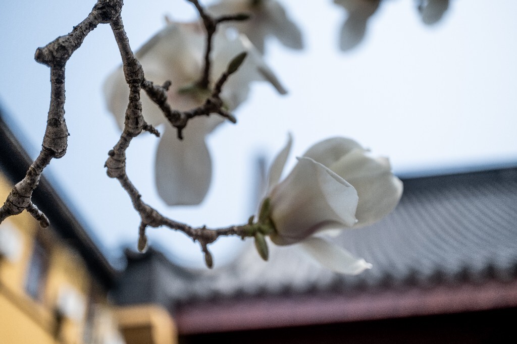 玉兰 玉兰花 植物 微距 摄影 风光 自然 法喜寺 500年玉兰 旅行 白色的玉兰