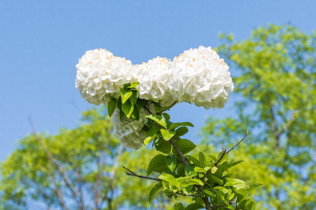 绣球 八仙花 粉团花 草绣球 紫绣球 紫阳花 木绣球 植物 花草摄影 花朵 花儿