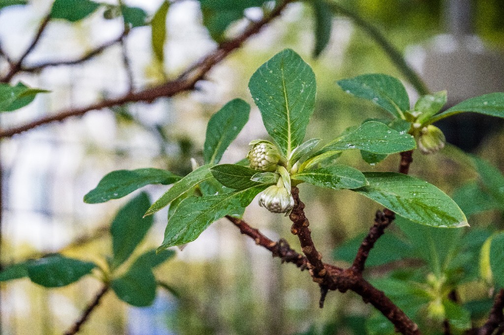 打结花 打结树 黄瑞香 喜花 梦冬花 岩泽兰 三桠皮 三叉树 蒙花 家香 山棉皮 雪花皮 梦花 雪里开 打结花 黄瑞香 花朵 花儿 风光 摄影