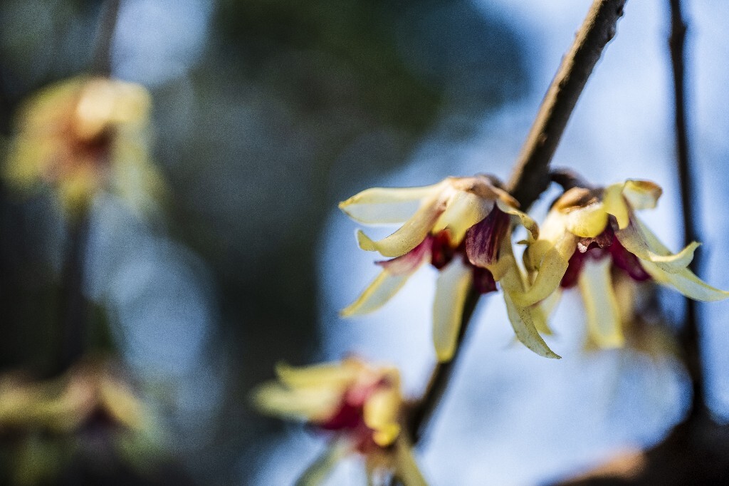 腊梅 梅花 特写 风光 自然 花朵 花草 特写 微距 阳光 天空 金梅 腊梅 蜡花 蜡梅花 蜡木 麻木紫 石凉茶 唐梅 香梅