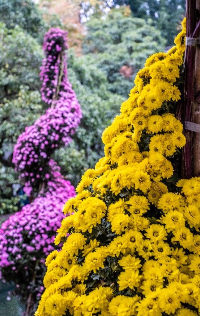 菊花 寿客 金英 黄华 秋菊 陶菊 日精 女华 延年 隐逸花 家菊 摄影 植物 花朵  花儿 盛开的菊花 秋菊
