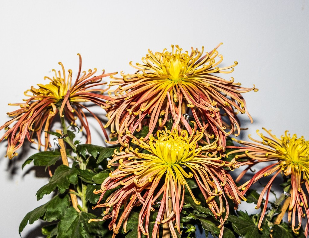 菊花 寿客 金英 黄华 秋菊 陶菊 日精 女华 延年 隐逸花 家菊 植物 花朵 图片 摄影 旅行 菊花展