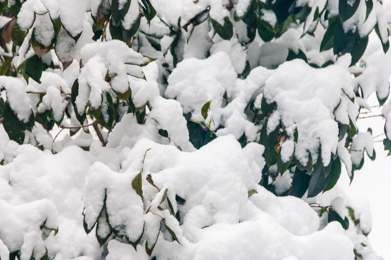 雪 自然 风光 摄影 树枝上的雪 白雪 雪景 大自然 黄山雪景