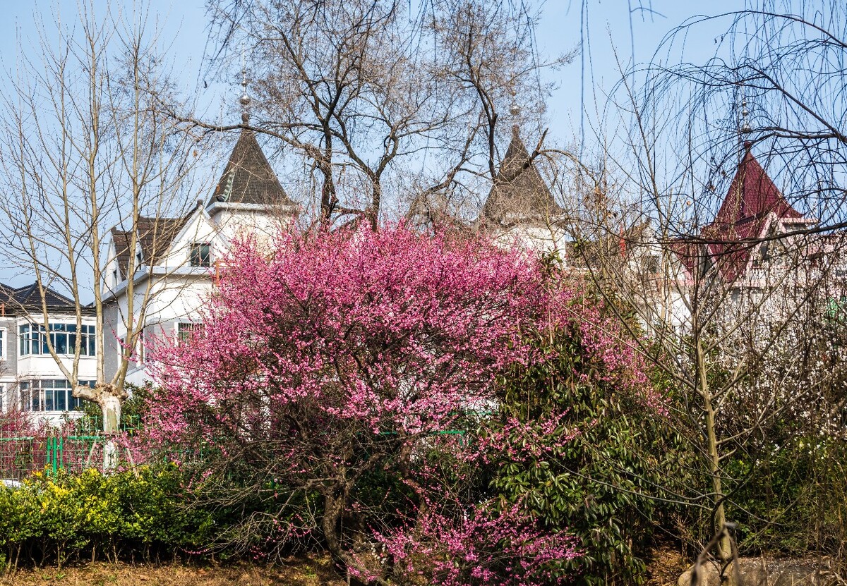 梅花 植物 花卉 花朵 超山 梅花 超山梅花节 摄影 超山梅花节 风景 自然 杭州超山 红色的梅花 红梅