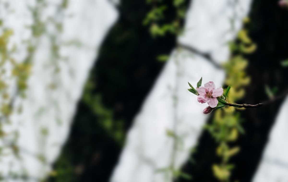 桃花 西湖 风光 自然 摄影 西湖桃花 花草 